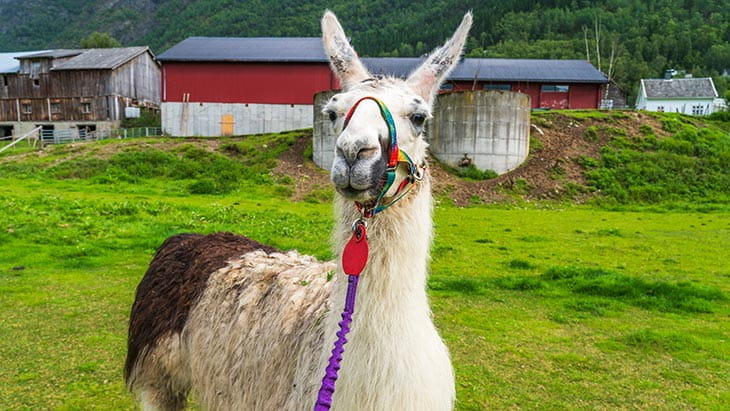 A Llama in Skjolden village in Lustrafjorden, in Norway